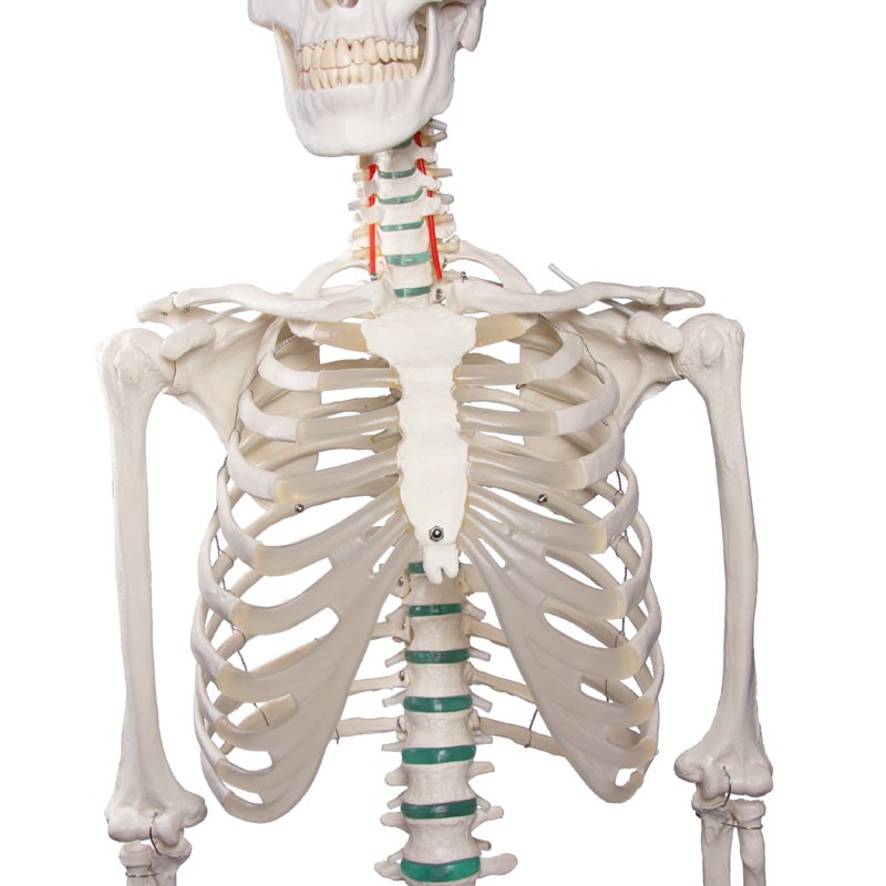Didactic Model Skeleton Oscar | Health and Care